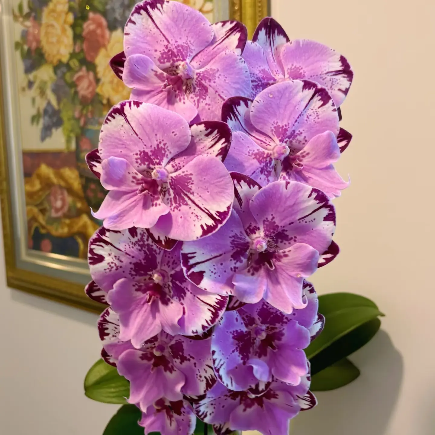 稀有品种大花型2花剑起【钢琴师】蝴蝶兰