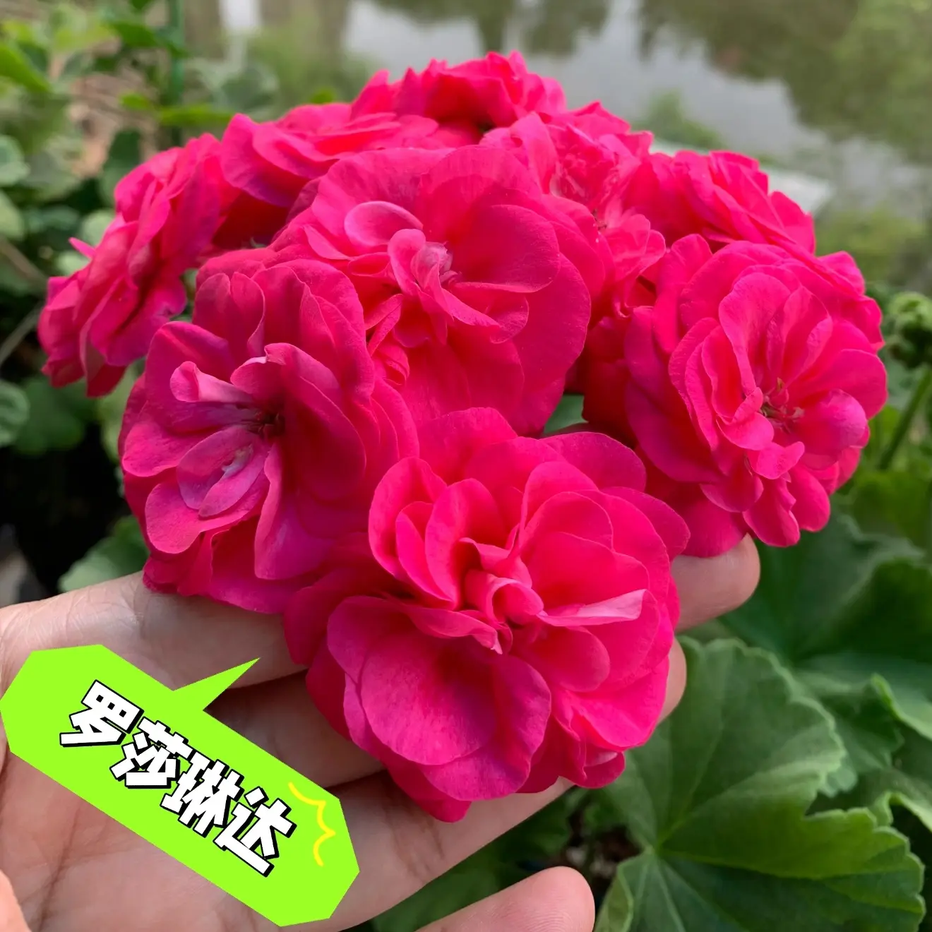 【罗莎琳达】天竺葵重瓣大花  零下拍保温