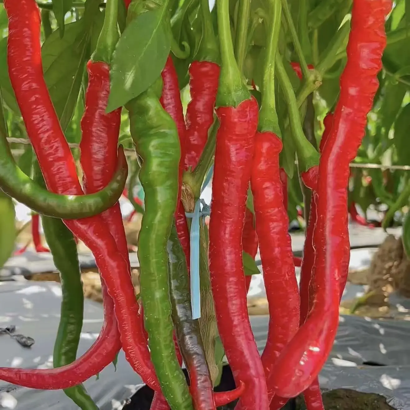 线椒种子四季种植特色辣椒干鲜两用高产抗病薄皮香辣蔬菜种籽