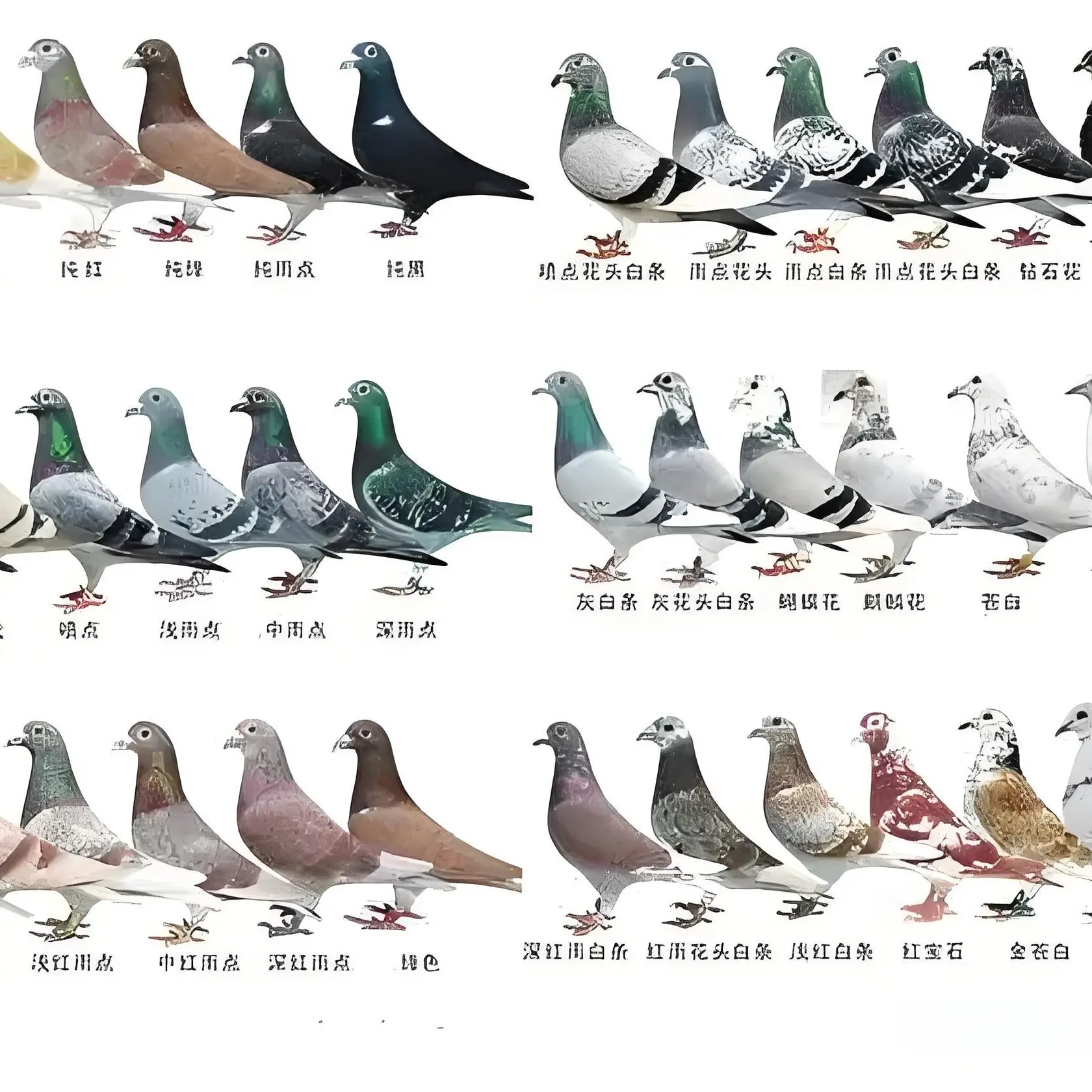 老鸽子青年鸽子以直播间为准