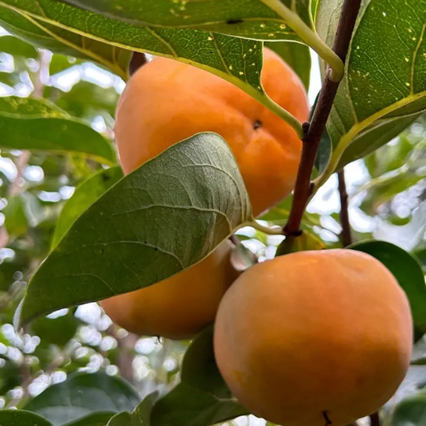 陕西阳丰巧克力脆柿新鲜应季水果清甜可口脆甜多汁山野太秋脆柿