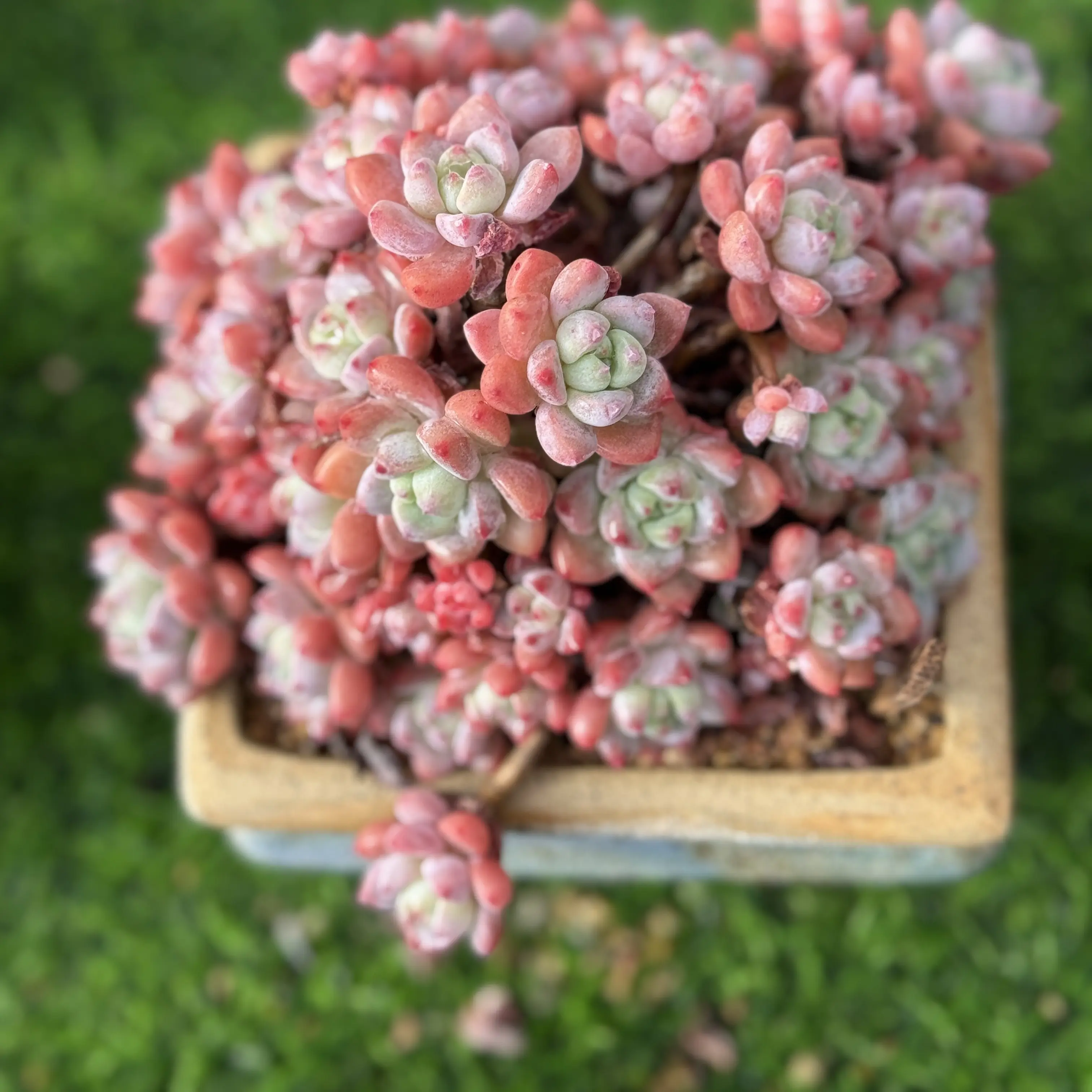 桃酥老桩多肉植物精控精品新手好养云南基地直发