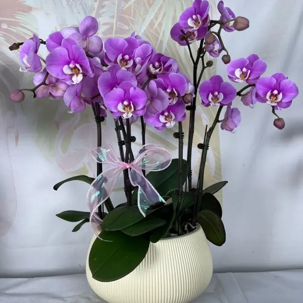 高品质蝴蝶兰《安娜》粉紫色系列带花剑室内客厅好养活绿植盆栽花卉