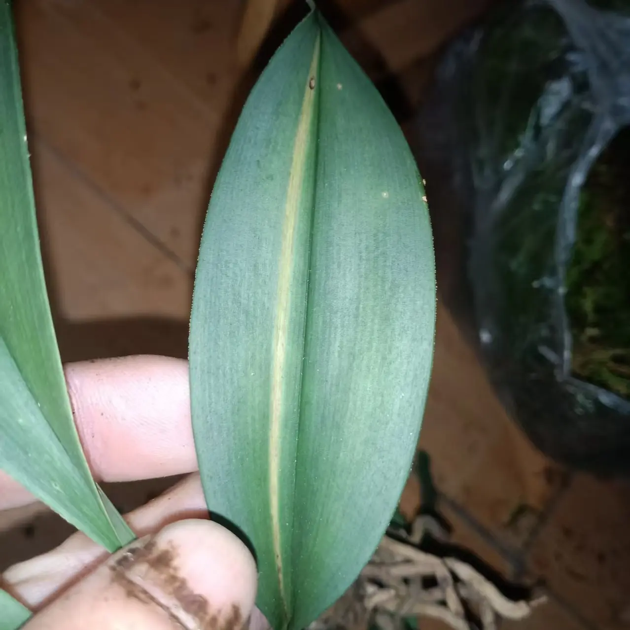 蝴蝶兰花苗带花剑花苞盆栽兰花室内花卉好养活