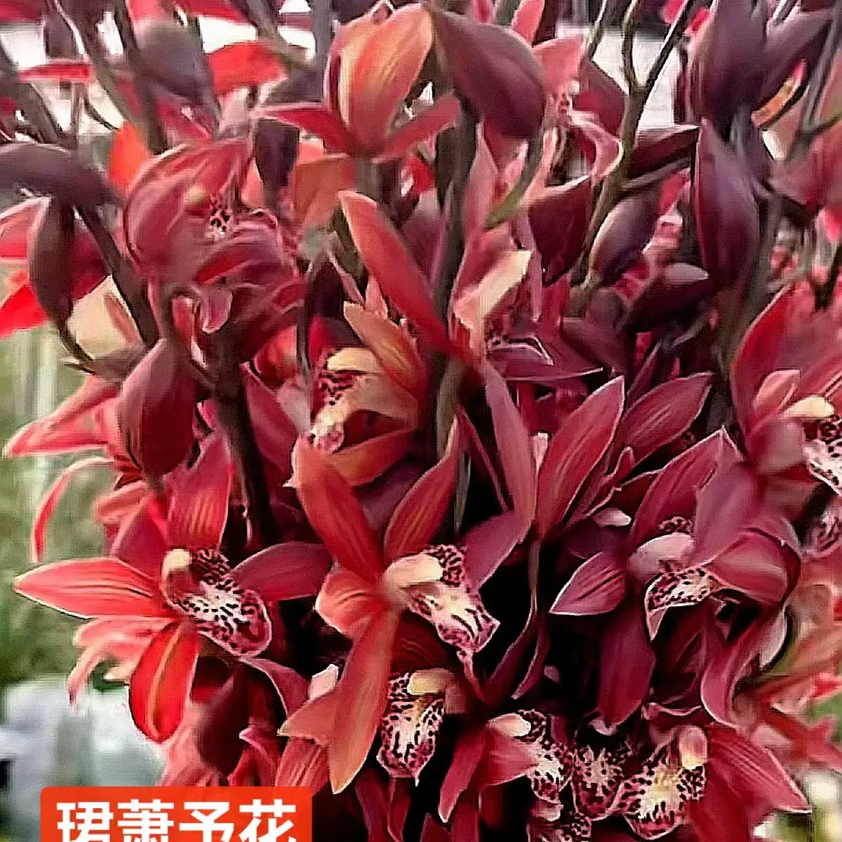 【珺萧予花】西施年花紫红色浓香 2花起裸苗发货