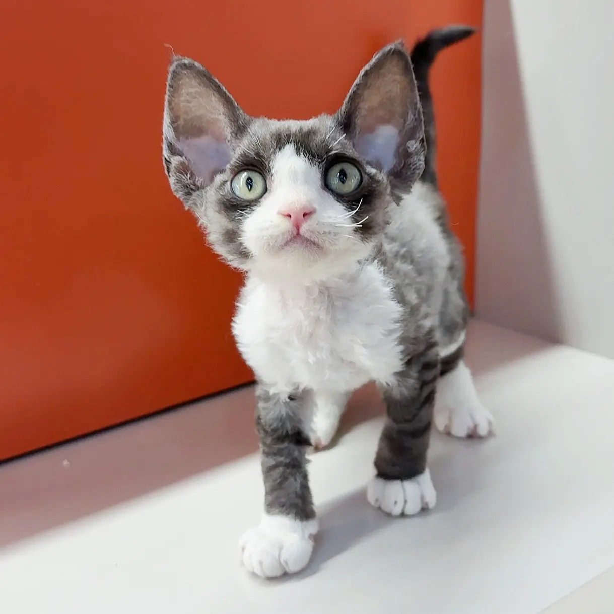 0826黑银虎斑开脸妹妹-可思