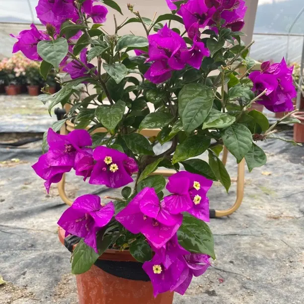 云南紫三角梅四季开花原盆原土带花发货庭院阳台花卉盆栽