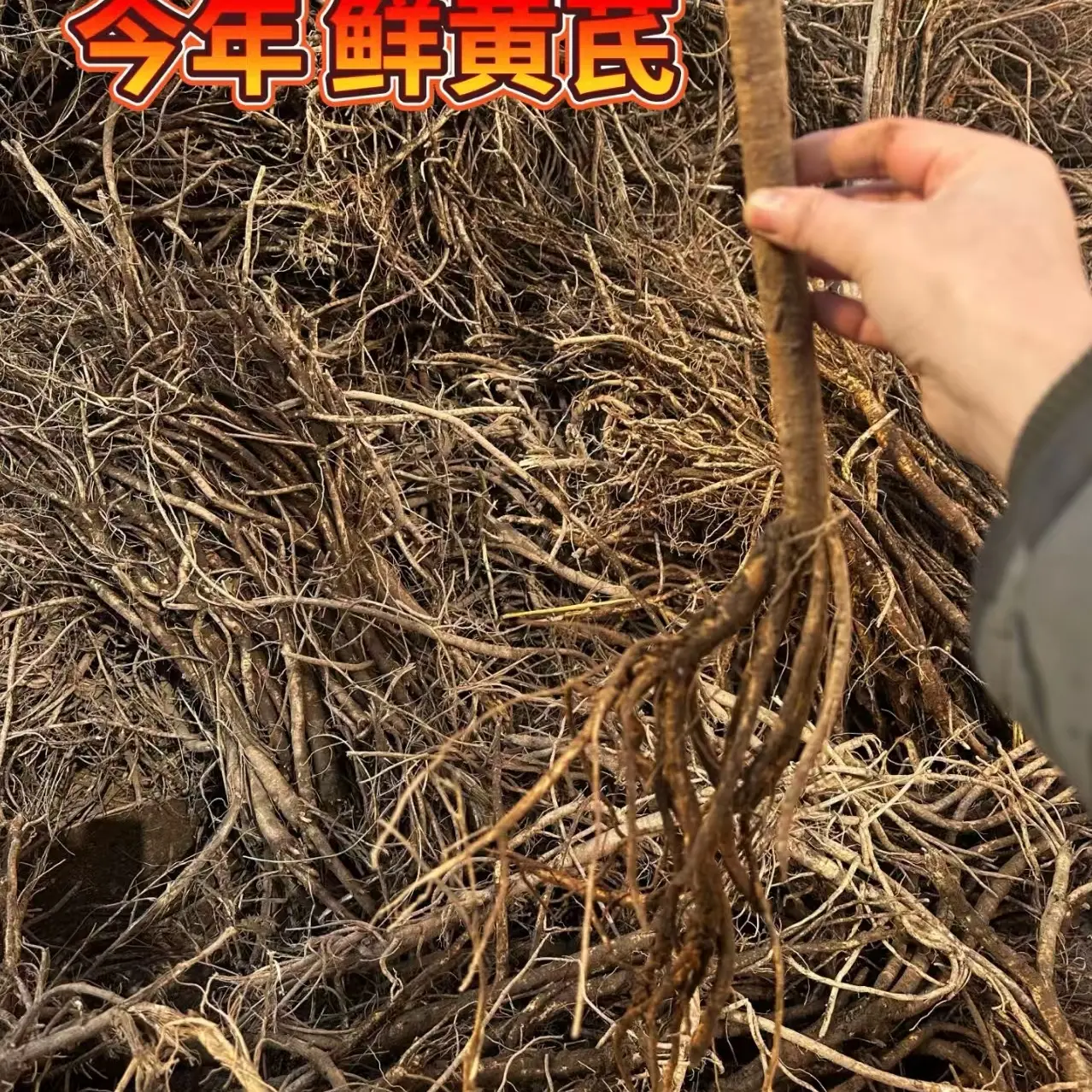 甘肃岷县现挖新鲜黄芪带土发货可煲汤煮水泡水炖肉