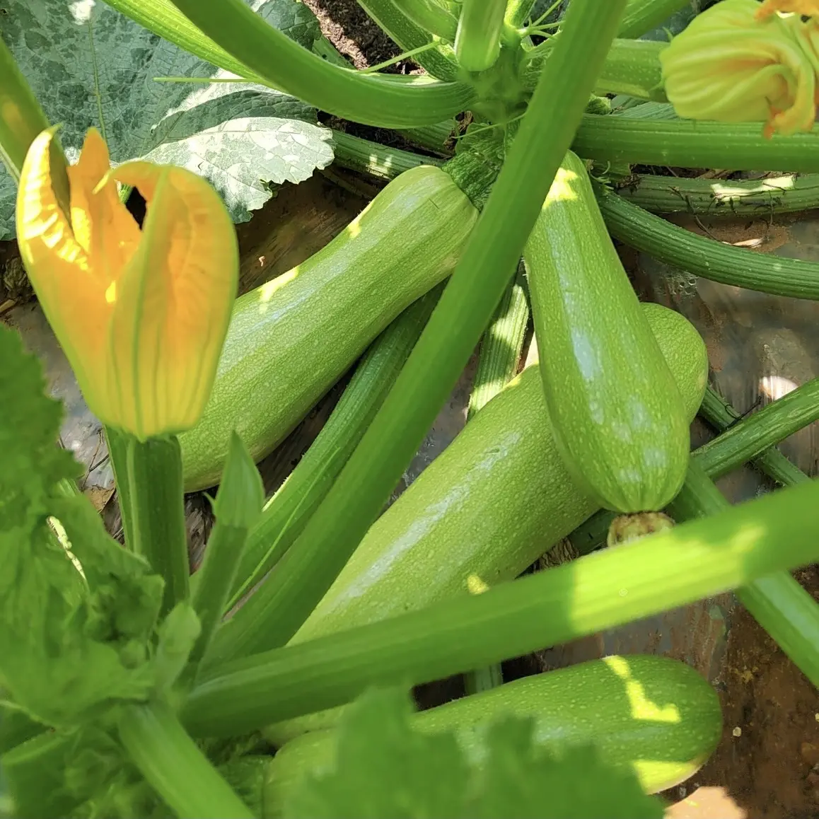 云南本地生瓜小瓜 现摘现发