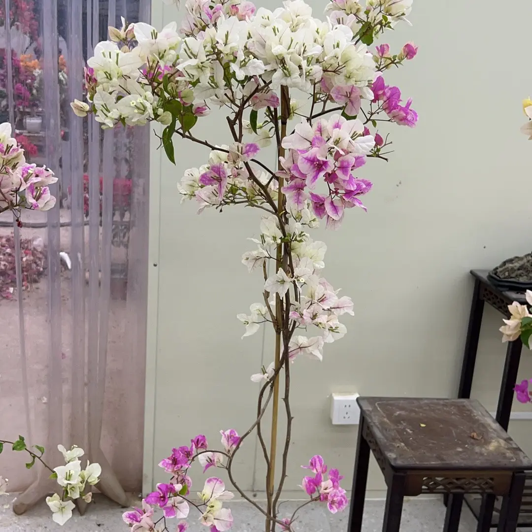大苗漳红樱三角梅四季勤花阳台绿植花色百变易养植物