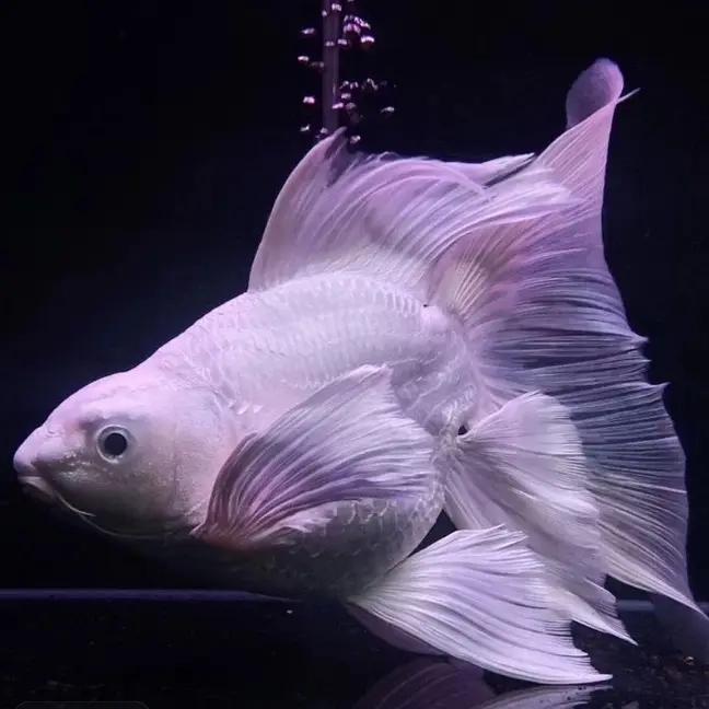 赛级精品白身大鳍大尾纯种冷水观赏台湾蝴蝶鲤