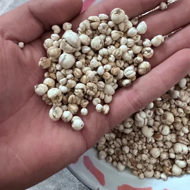 定西野生川贝母，粉足效真，滋补常备。