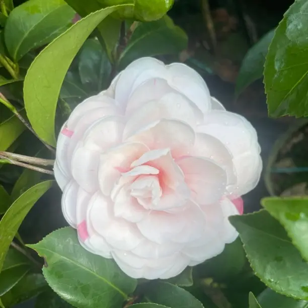 多色山茶花树苗盆栽带花苞耐寒好养室内外庭院阳台花卉