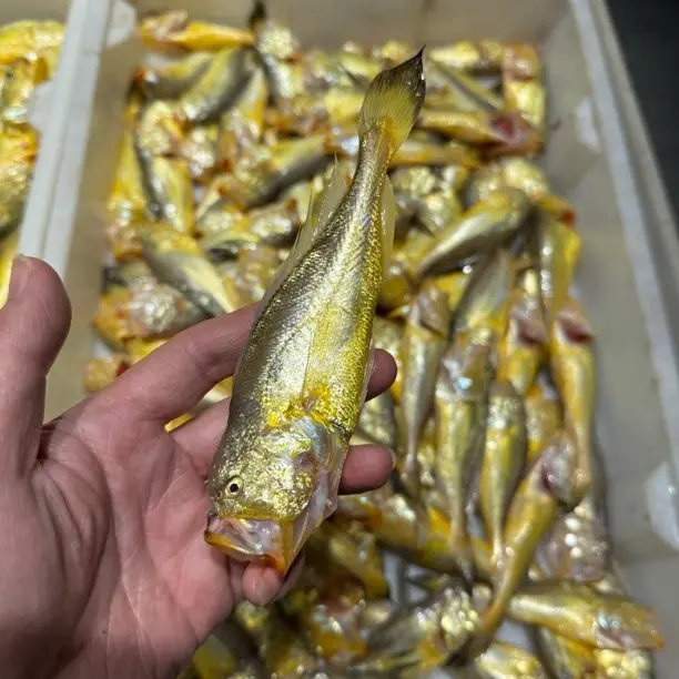 【小高生鲜】象山港梅童鱼