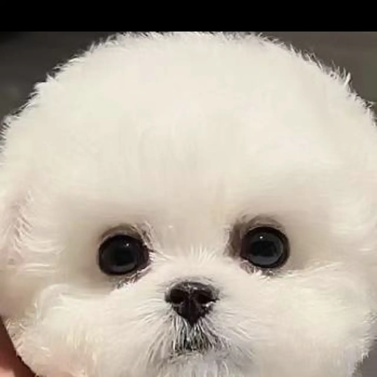 活体小型宠物狗比熊泰迪马尔泰马尔济斯幼崽