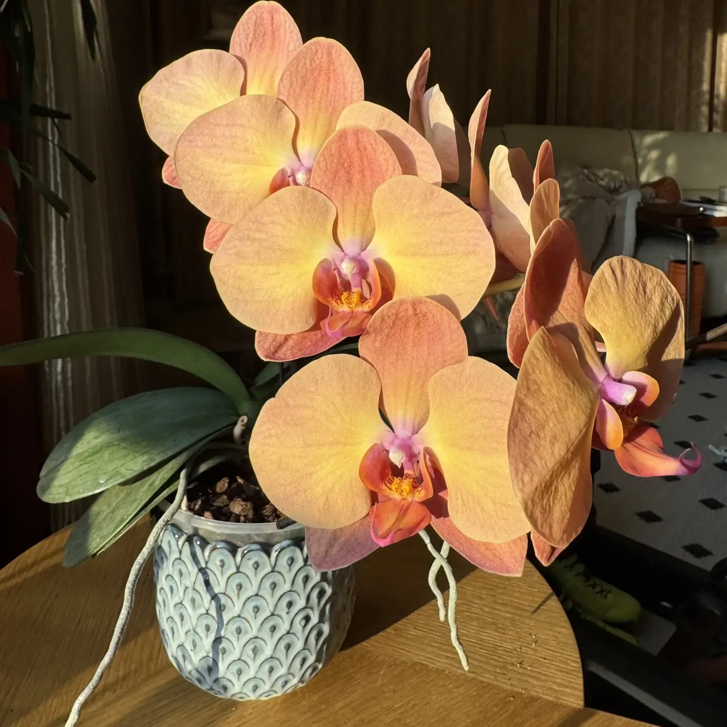 《霞光》蝴蝶兰，3.0寸单花剑开花株