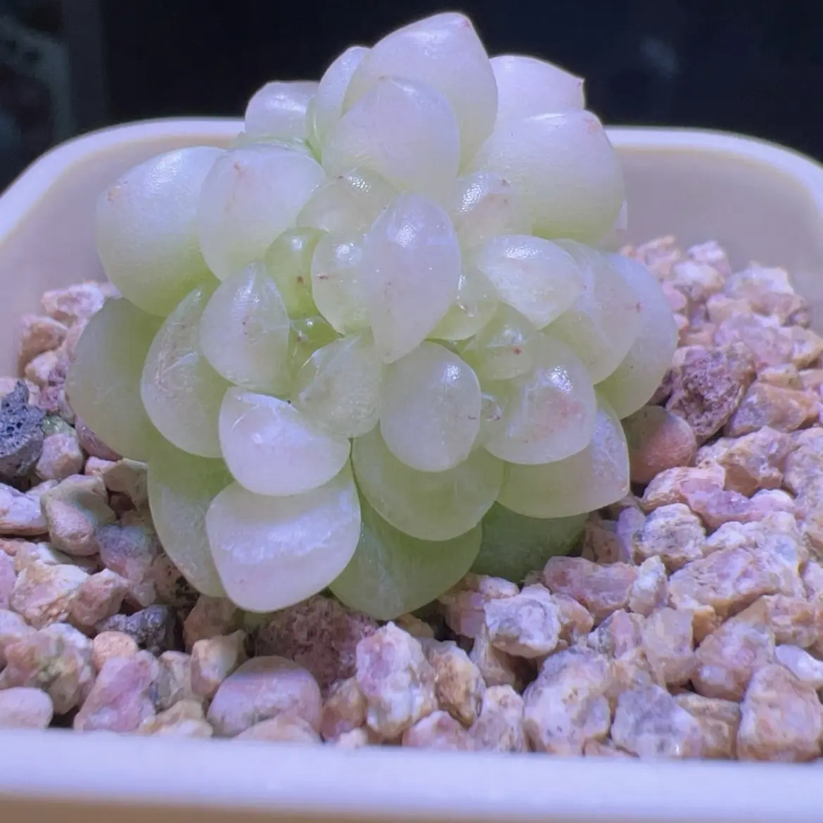 皛皛麦杆母本状态图