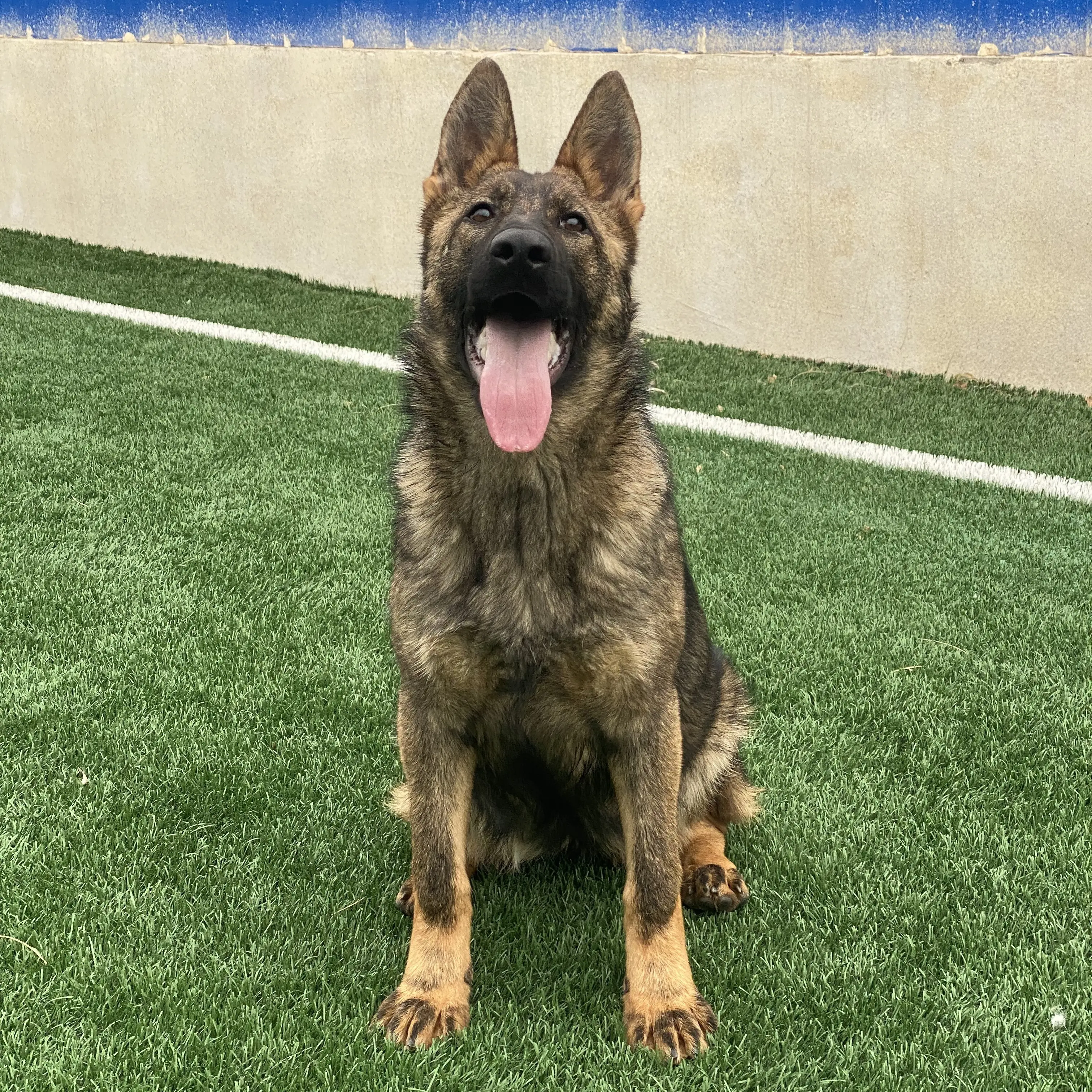 巴图斯配娜拉 德国牧羊犬 幼犬 狼灰色母犬