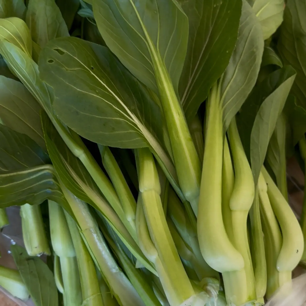 新鲜现摘当季菜心鲜嫩多汁自然生长蔬菜绿菜苔红菜苔