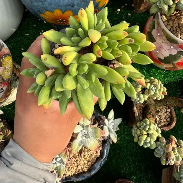 绿帕杂仙女杯多肉植物老桩阳台办公室好养易活绿植盆栽室内外