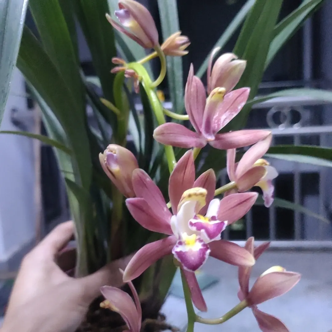 云南腾冲奇花异草
