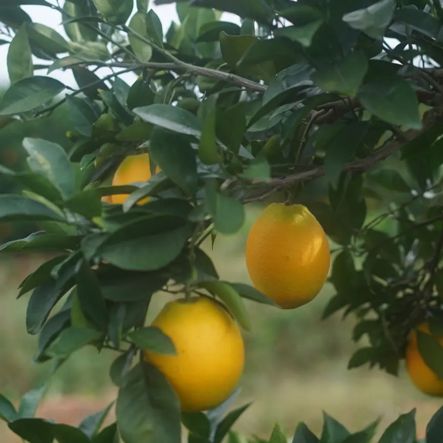 现摘新鲜多汁赣南脐橙不打蜡不催熟香甜可口应季水果果园直发