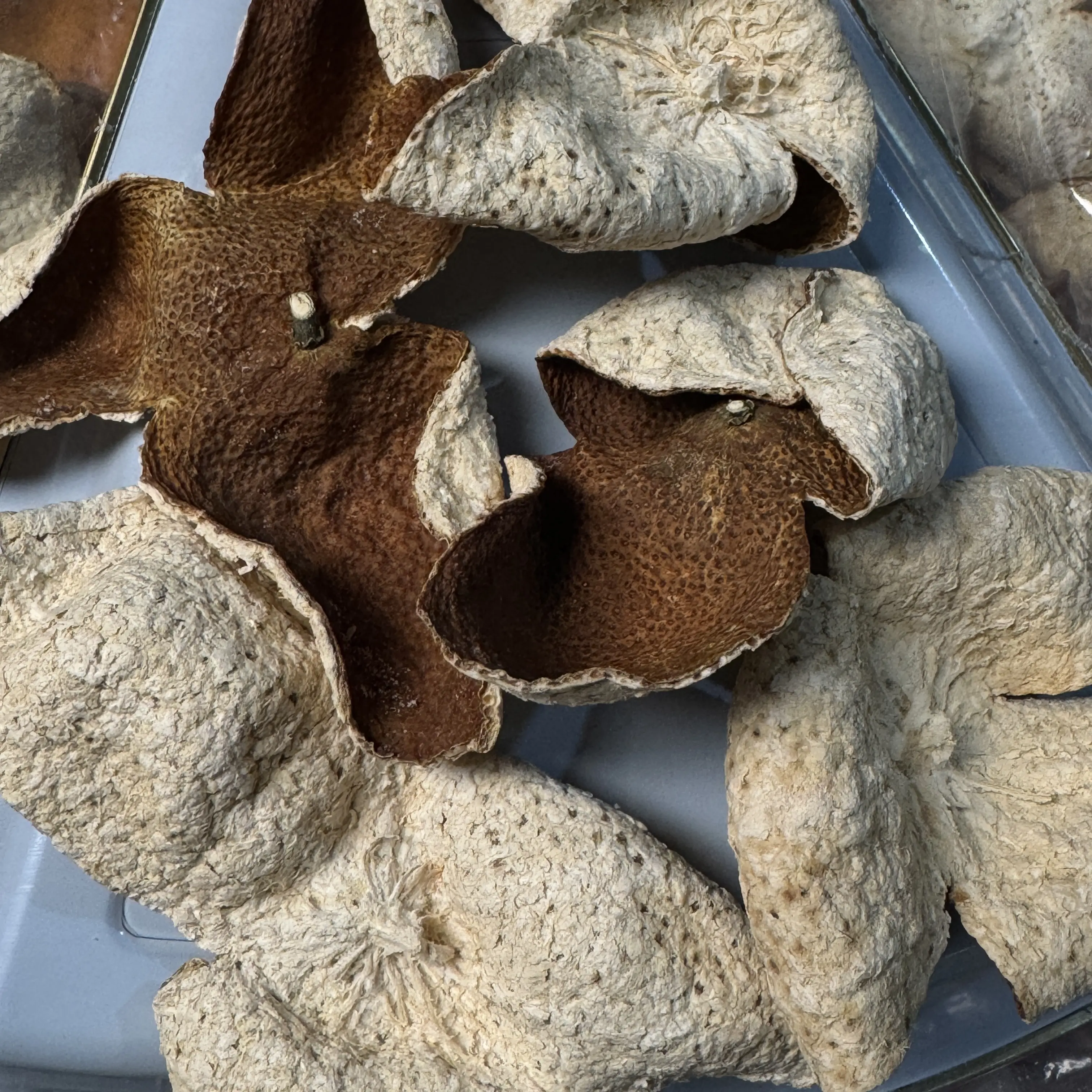 浦北良村老树大红年份皮（2024年、表嫂家）