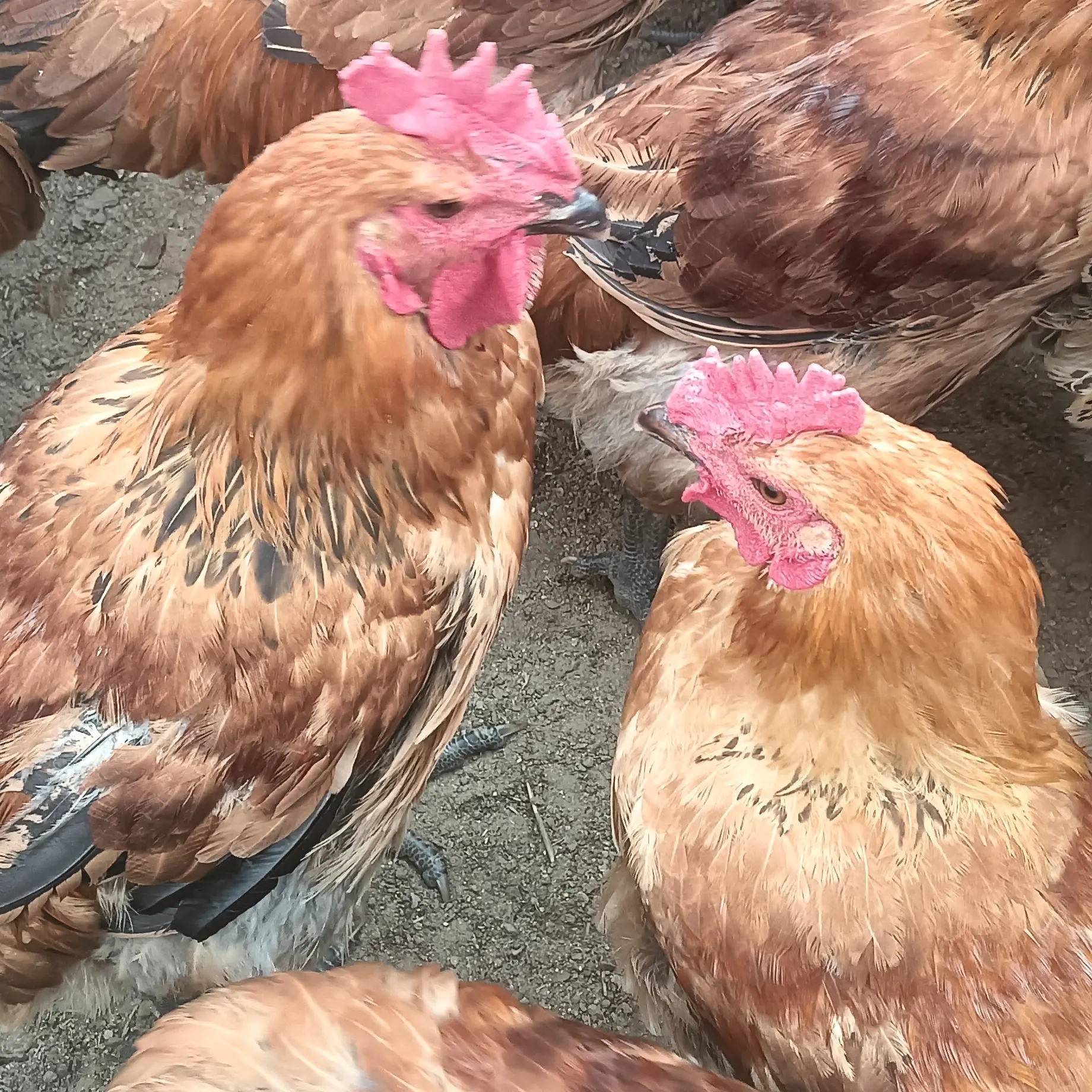 一五九两只正宗散养纯粮食喂养的鸡