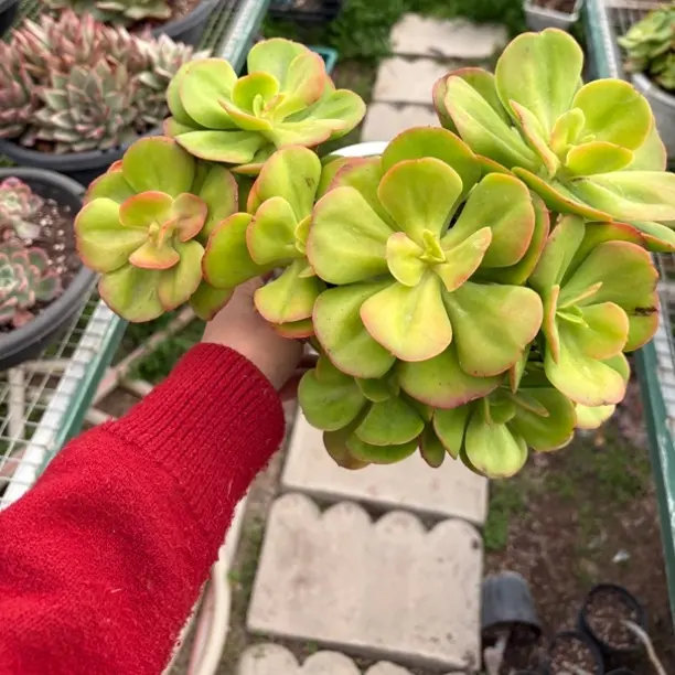 新手好养的红梅老桩大群冠幅30㎝左右