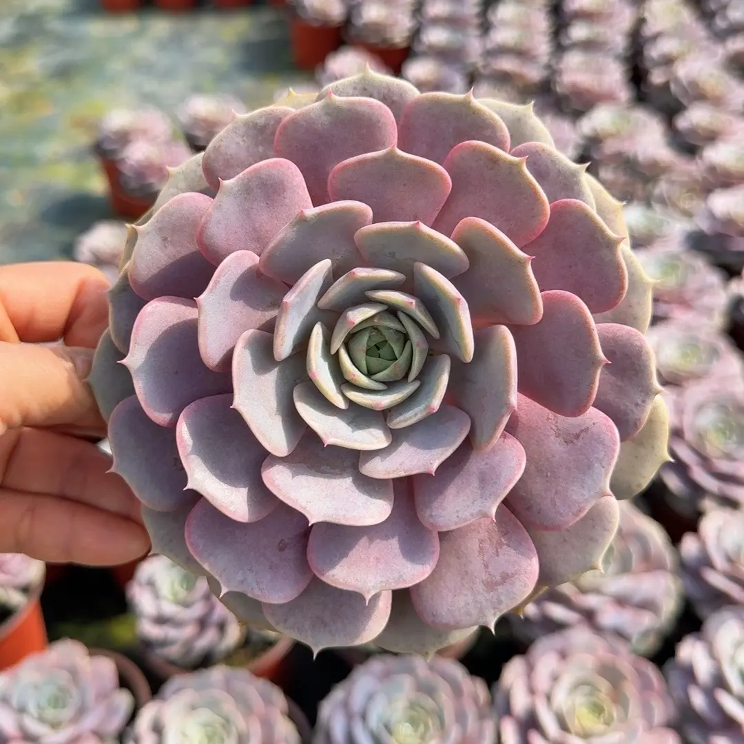 新手好养的粉蝶多肉冠幅12厘米以上拍一发三