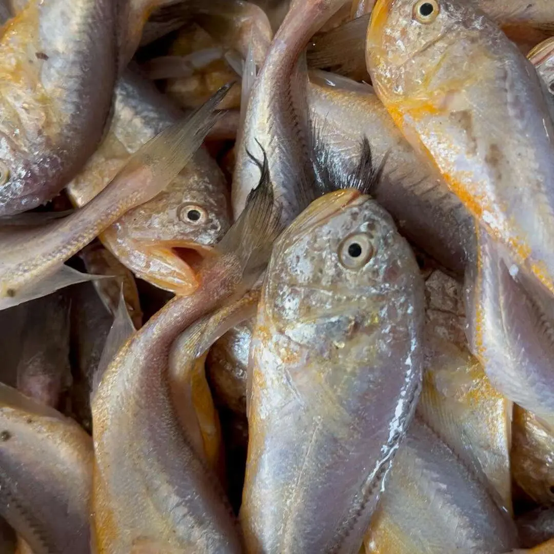 大连纯野生细鳞梅童鱼，大头宝新鲜深海捕捞顺丰包邮