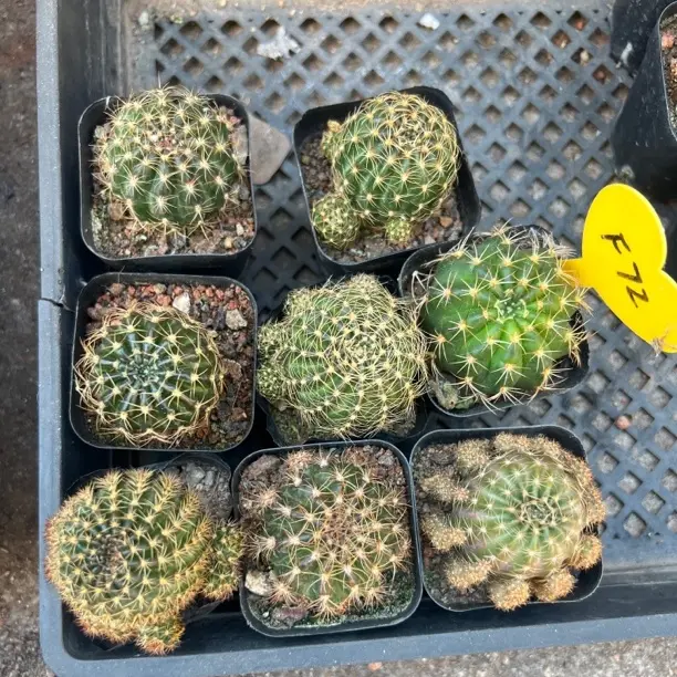 实生丽花盲拍，8颗一组一物一拍，