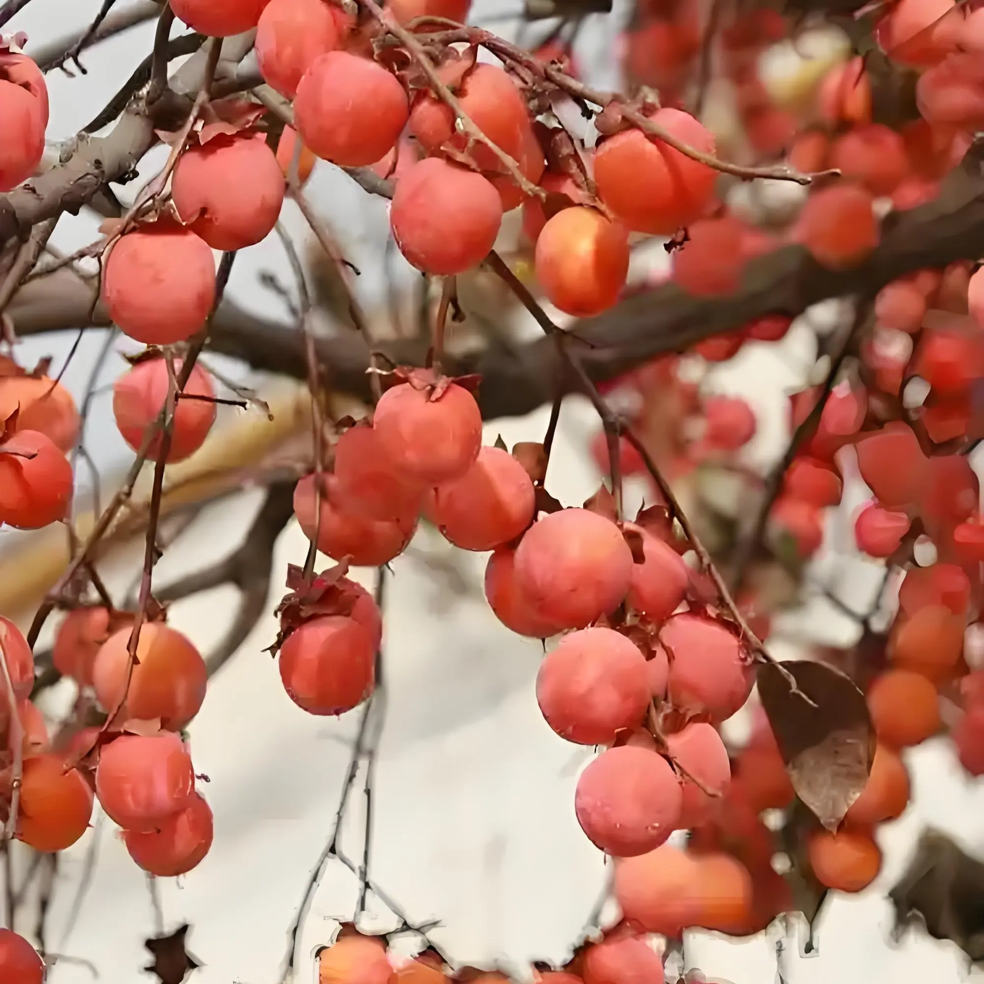 胡秃子柿子吊茄子乌饭铁包金…老桩绿植盆景素材