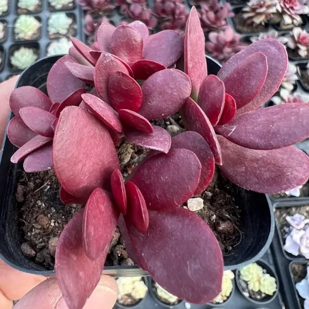 紫叶多肉植物办公室好养绿植盆栽新手易活肉肉花卉