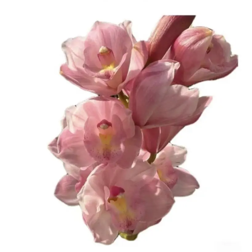 老粉福利   原盆原土云南基地直发大花蕙