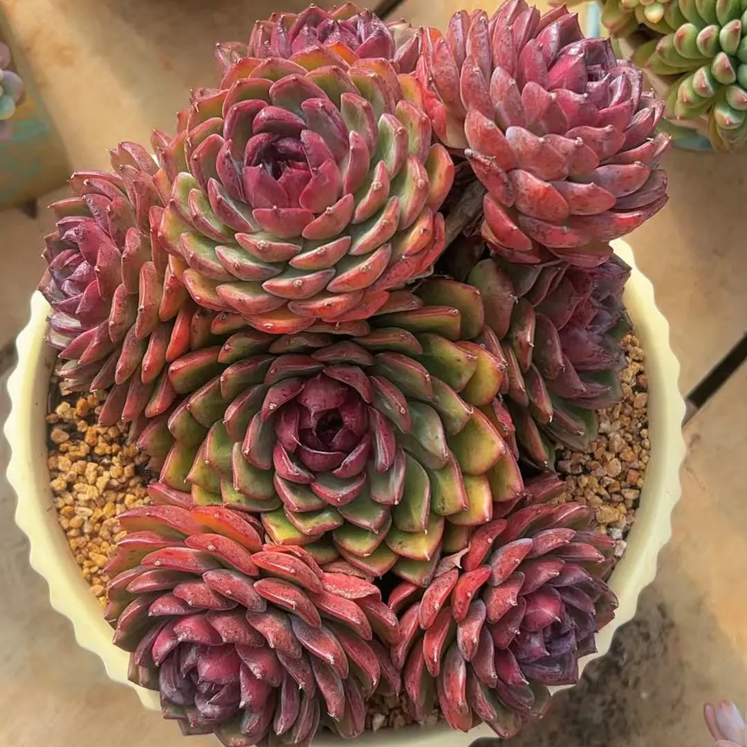 兰兰多肉好养活净化空气的多肉