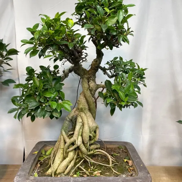 原生桩白皮榕树造型盆景，四季常青常绿，室内外可摆放，好养易活