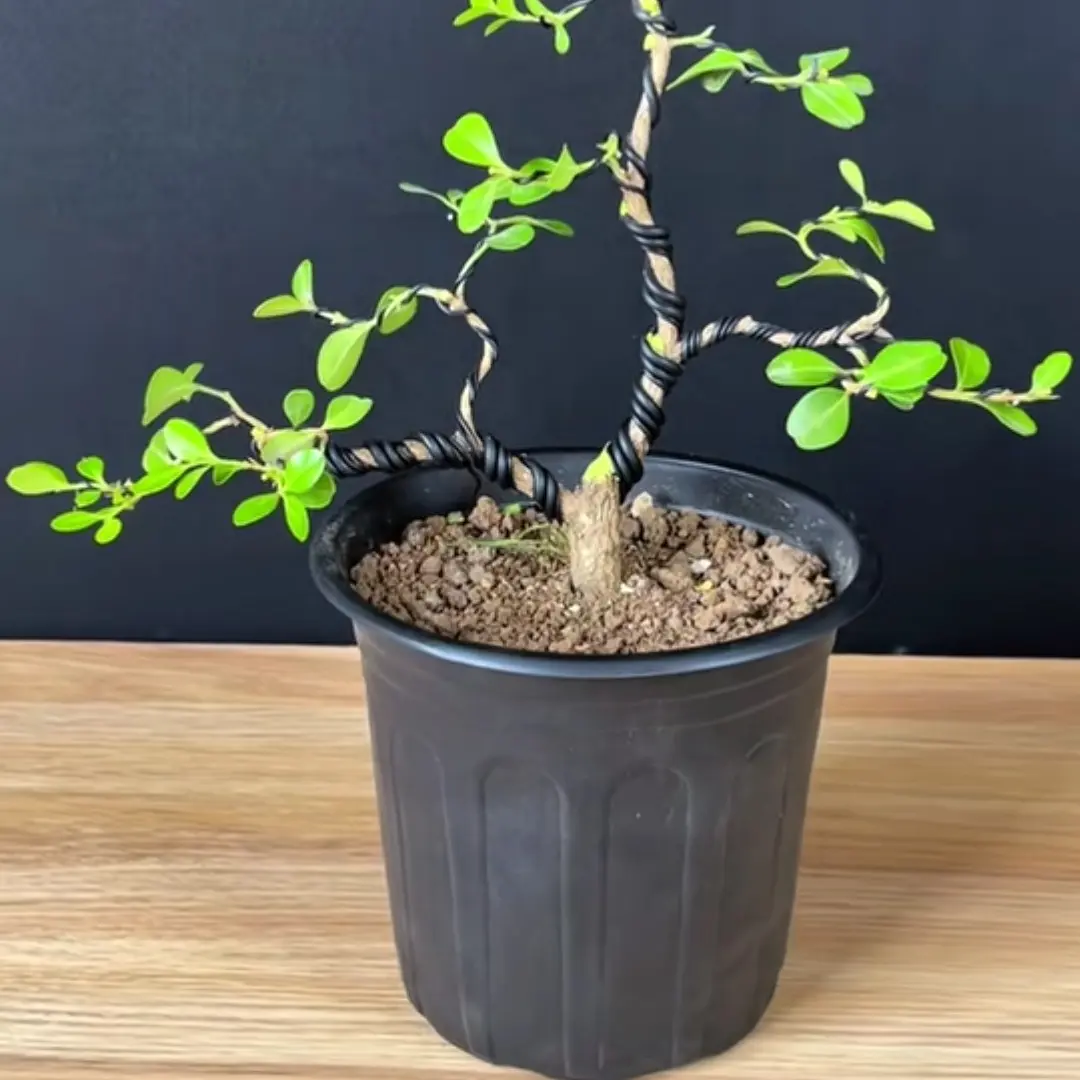 室内外适用四季常青的小叶白皮瓜子黄杨绿植盆景