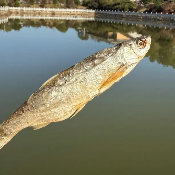 淡水大刁子鱼干大白刁子鱼自然晾晒翘嘴鱼杂鱼干货农家特产风干鱼