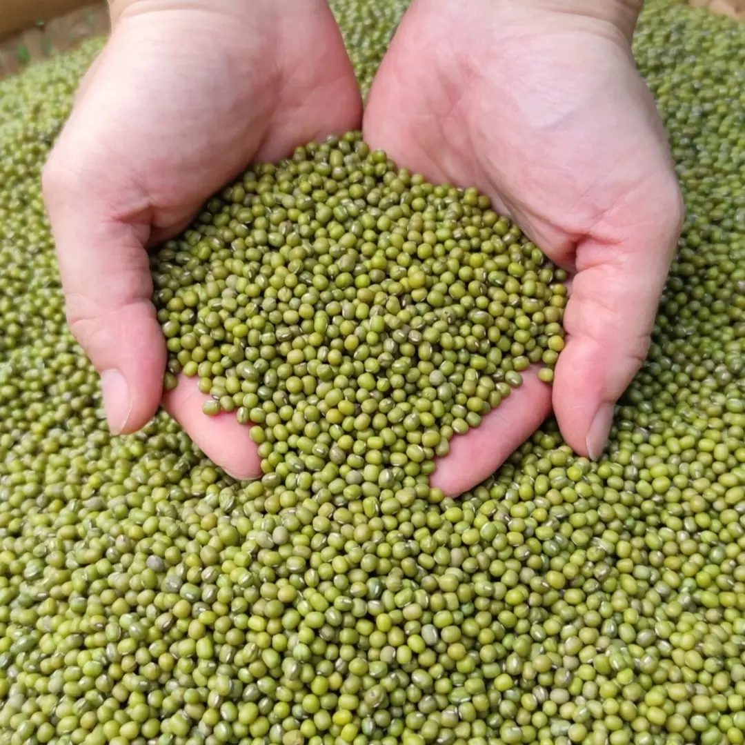 绿豆毛绿豆新鲜绿豆小绿豆新鲜芽专用豆发芽率高达95%当季新豆