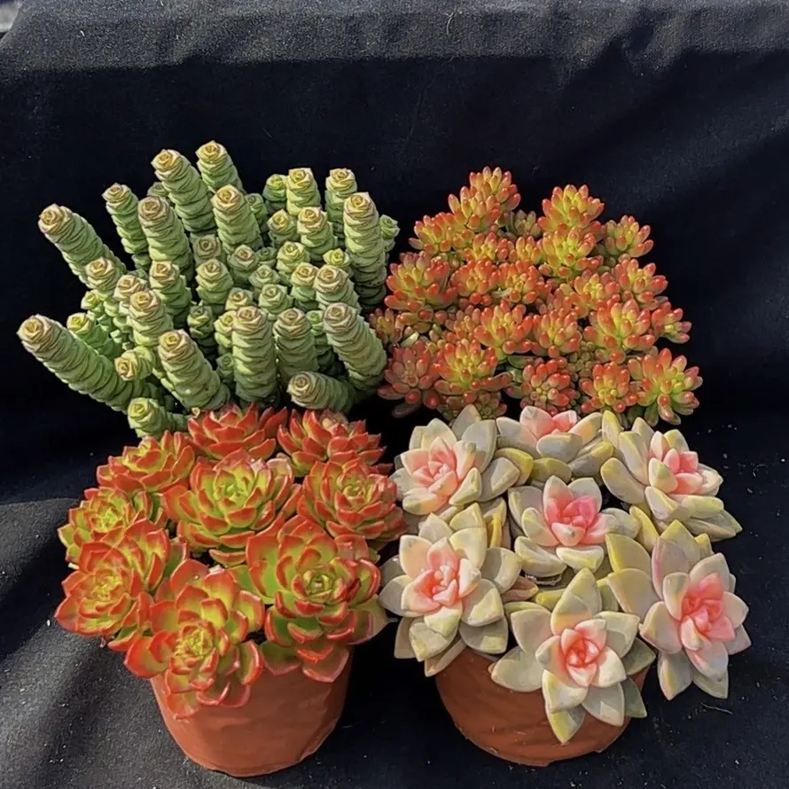 多肉组合带盆土云南好看好养