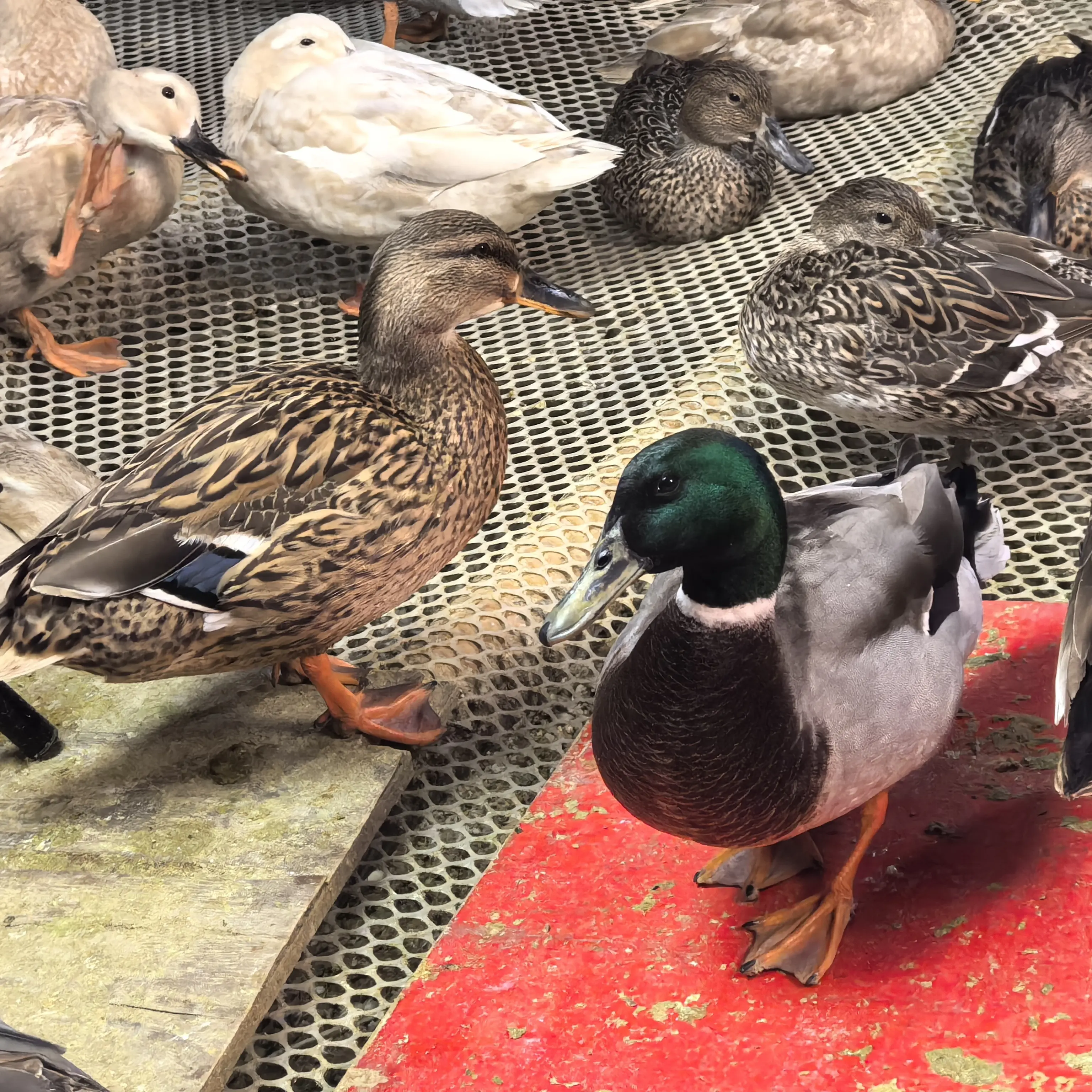 小绿头一对活体发货