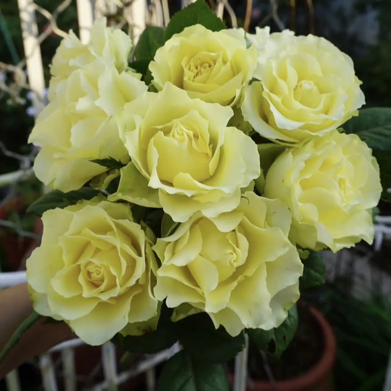 绿星大花浓香月季老桩盆栽庭院阳台植物