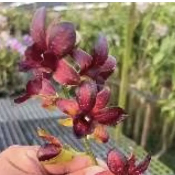 《黑美人》泰国秋石斛兰盆栽