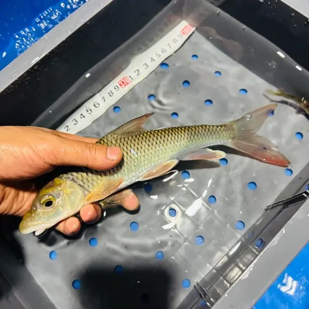 瓣结鱼贵州稀有原生鱼钩嘴鱼观赏性很强的稀缺鱼和吉罗配缸也很绝