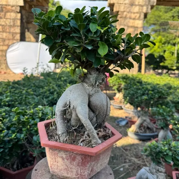 人参榕小叶榕树盆栽室内阳台四季好养绿植盆景