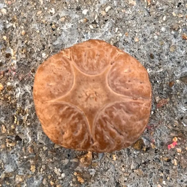 27# 尼泊尔五星 尺寸19x13.3 星很正 开角很开 粉红皮 油性足