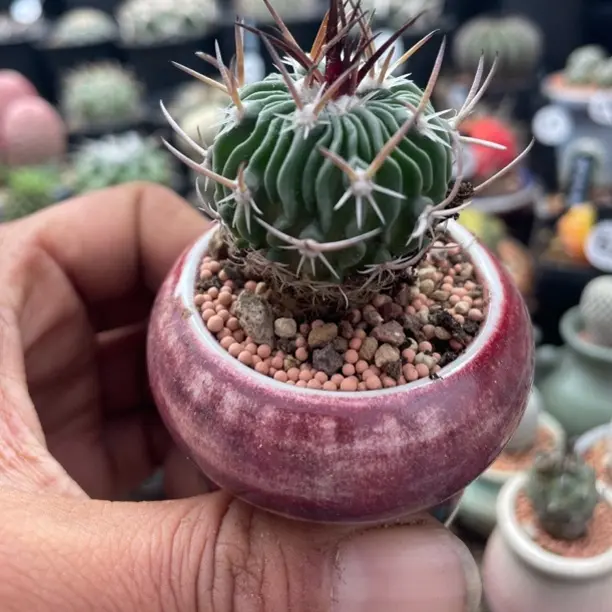 稀有精品喷泉实生振武玉不含盆多肉植物办公室盆栽绿植