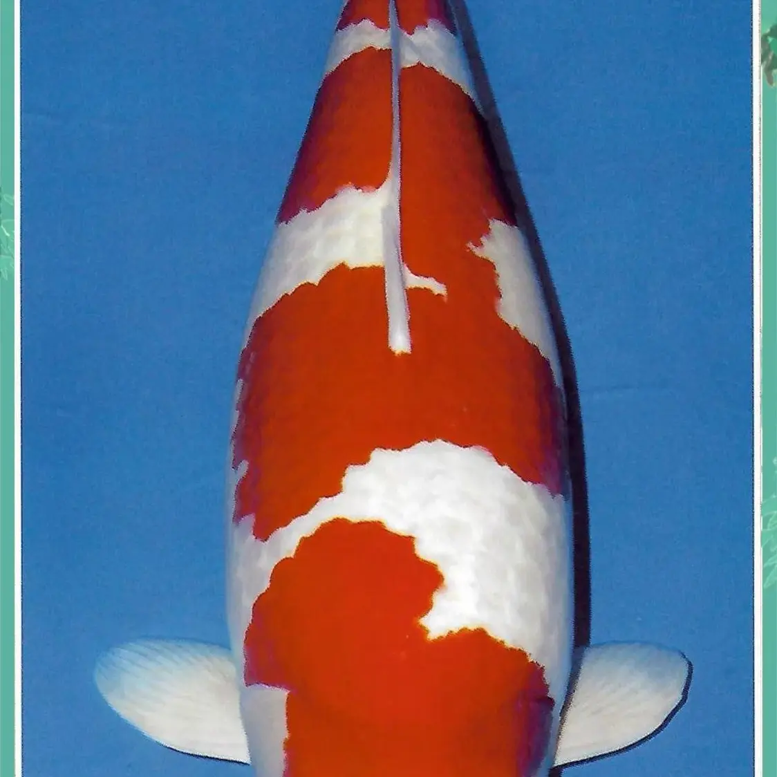 精品锦鲤.三色锦鲤.红草金鱼.冷水观赏鱼