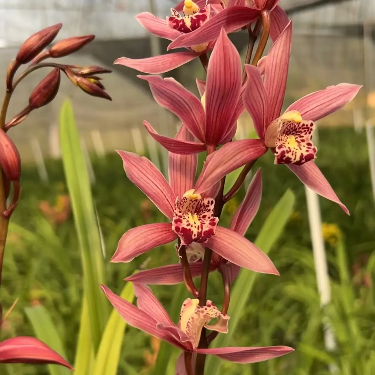 一物一拍带花剑花苞兰花室内外好养花卉绿植盆栽